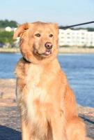 nova scotia duck tolling retriever hond met een gekrulde tong foto