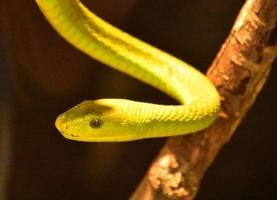 drijvende heldergroene boomslang op een tak foto