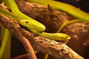 felgroene dodelijke mamba-slang in een boom foto