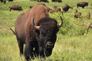 buffel met een kudde op de achtergrond in Noord-Dakota foto