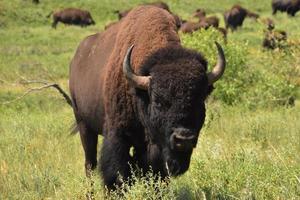 recht in het gezicht van een buffel kijken foto