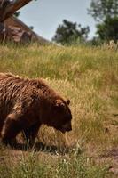 pluizige bruine beer die door een veld loopt foto