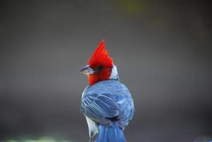 kardinaal met rode kuif en hoge rode kroon foto