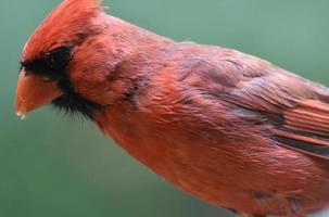 schitterende rode veren op een kardinaal in het wild foto