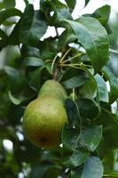 groene peer hangend aan een tak aan een fruitboom foto