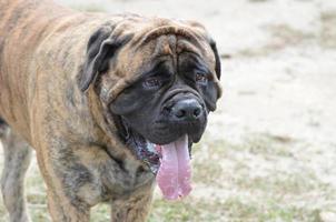 gestroomde bullmastiff hond met een grote tong foto