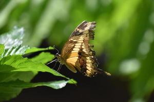 gele en zwarte zwaluwstaartvlinder op een blad foto