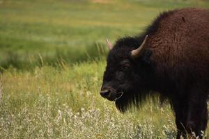 van dichtbij met een grazende Amerikaanse buffel foto