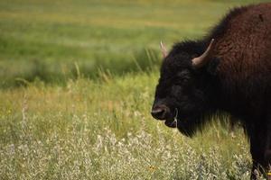 kauwend amerikaans buffel zijprofiel in de zomer foto