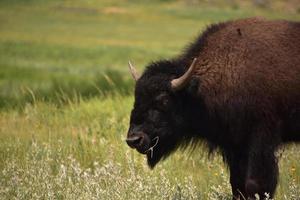 grazende Amerikaanse buffel staande in een veld foto