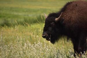Amerikaanse buffels grazen op lange grassen in de zomer foto