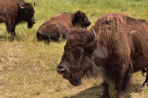 van dichtbij met Amerikaanse buffels op het strand foto