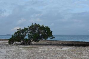lavasteen en door de wind geblazen struikgewas aan de kust van aruba foto