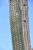 paar lange dunne cactussen in de woestijn foto