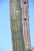 een lange dunne cactus met stekels erlangs foto