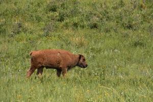 schattige jonge Amerikaanse buffel in een veld foto