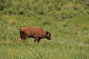Amerikaans buffelkalf dat meandert in een veld foto