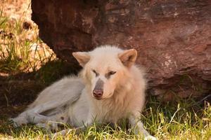 heel lief gezicht van een pluizige witte wolf foto