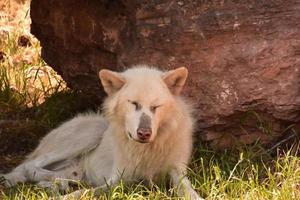 mannelijke witte wolf die in de schaduw rust foto