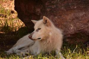 prachtige wolf met een lichtbruine streep op zijn neus foto