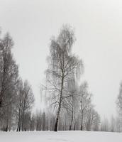 bomen in de winter foto