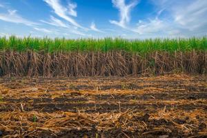 suikerriet veld met de lucht. suikerriet is een belangrijk economisch gewas voor Thaise boeren. ondiep focus-effect. foto