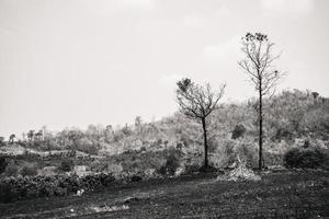 landelijk landschap. zwart-wit bos in de tropen boomtakken sterven dor. tropisch azië thailand foto