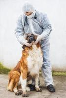 dierenarts inspecteert en controleert een hond.