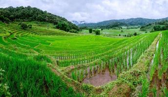 reis regenseizoen landschap van padieveld bij phamon bamboe roze huis chiangmai thailand. foto