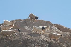 geiten op de rots bij maanland lamayuru ladakh, india foto