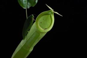 apenbekers - nepenthes sp. foto