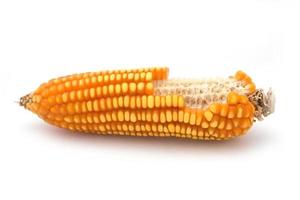graan maïs close-up op een witte achtergrond foto