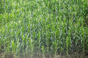 groen veld van maïs dat opgroeit foto