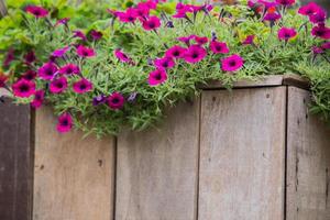 houten hek met bloemen foto