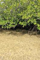 mangrovebos in de tropische plaats foto