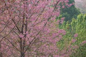 wilde Himalaya kers in thailand foto