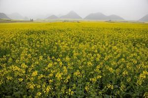 geel koolzaadbloemveld met de mist in luoping, china foto