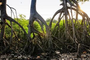 de wortels van de mangroven foto