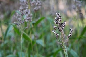 veld van sorghum in de ochtend foto