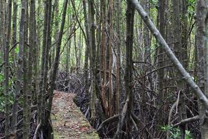 houten pad tussen het mangrovebos, foto