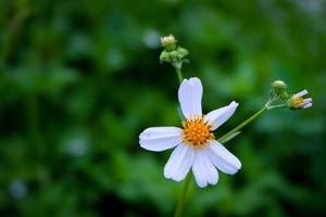 close-up foto, mooie witte bloem in natuurlijke tuin met zachte focus en onscherpe achtergrond, selectieve focus foto