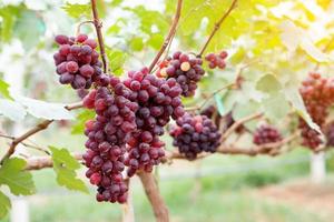 close-up van rode druiven aan de wijnstok in het veld, geteeld in thailand met lichtstraal foto