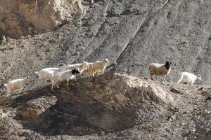 geiten op de rots bij maanland lamayuru ladakh, india foto