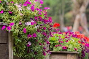 houten hek met bloemen foto