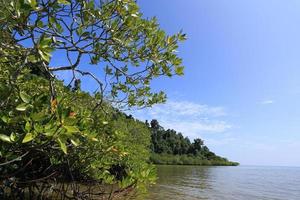 mangrovebos in de tropische plaats foto