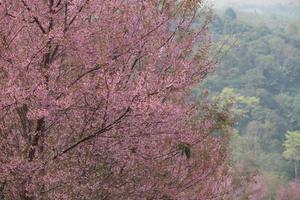 wilde Himalaya kers in thailand foto