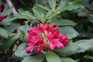 knoppen en bloesems op een rode rododendronstruik foto