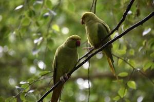 twee groene papegaaien zittend op een kleine boomtak foto