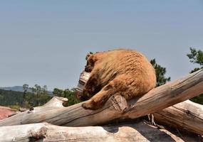 slapende zwarte beer in een stapel houtblokken foto