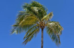 wind waait door de takken van een palm foto